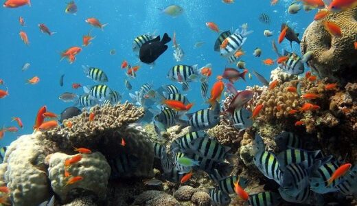 シングルマザー、2歳半の娘と初めてのしながわ水族館にいってきました